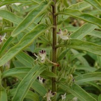 Andrographis echioides (L.) Nees